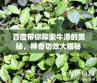 百度带你探索牛漆的奥秘，神奇功效大揭秘