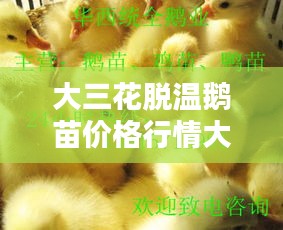 大三花脱温鹅苗价格行情大揭秘，最新动态分析