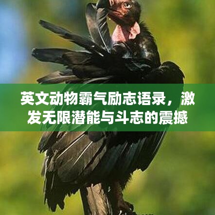 英文动物霸气励志语录，激发无限潜能与斗志的震撼语句！